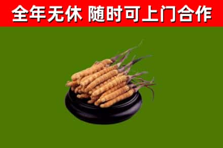 陆良回收散虫草